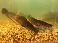 Clarias Gariepinus in our fish tank it's famous for growing fast.