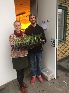 Tove och Marin är Mastersstudenter på Chalmers arkitektur och jagar hållbarhet. Här på¨utlfykt med Slakthusets solrosor som snart flyttar ut permanent. 