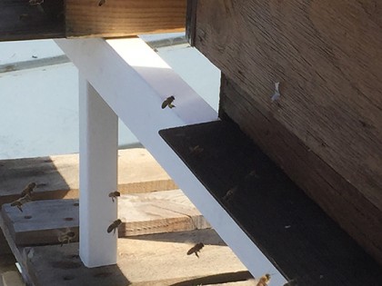 Nu har vi fler levande än döda djur i Slakthuset