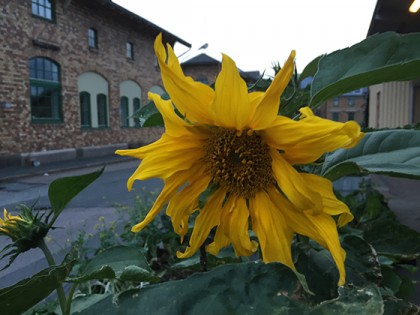 SOLROS2.web