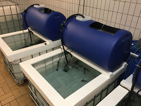 Nya fiskrummet i Slakthuset fyrdubblar vår kapacitet.